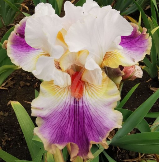 Having a party IMG_20200609_110222 upr5